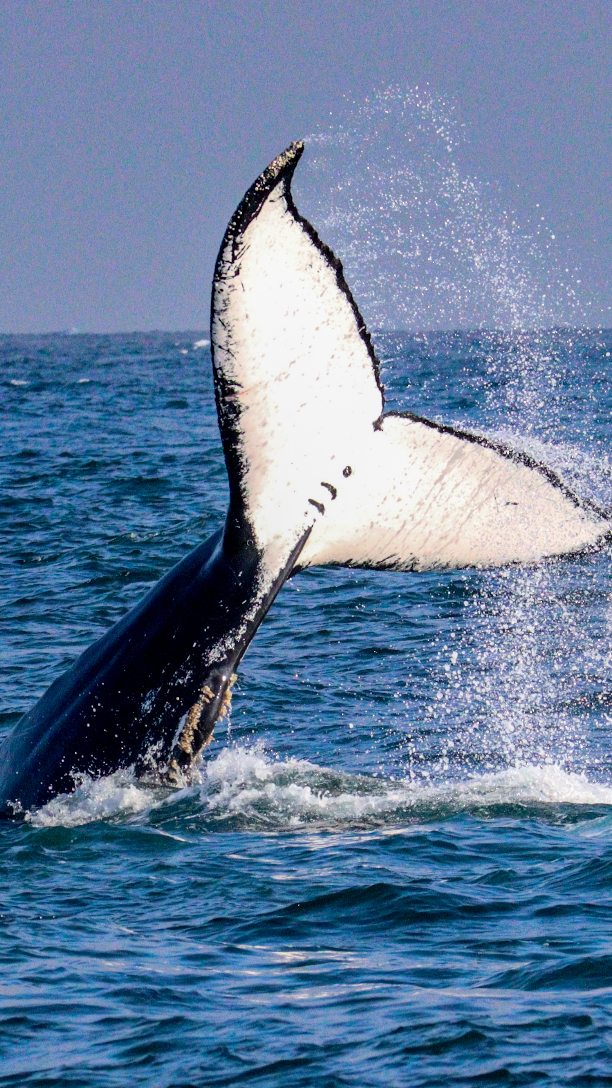 AVISTAMIENTO DE BALLENAS CON PASEO COSTERO AL ATARDECER  EN VELERO - LOS ÓRGANOS