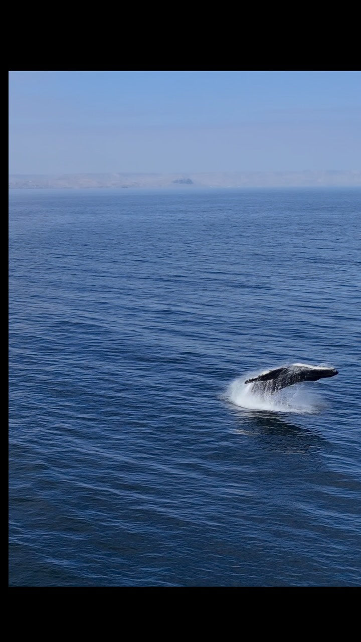 AVISTAMIENTO DE BALLENAS CON PASEO COSTERO AL ATARDECER  EN VELERO - LOS ÓRGANOS