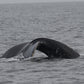 AVISTAMIENTO DE BALLENAS CON PASEO COSTERO AL ATARDECER  EN VELERO - LOS ÓRGANOS