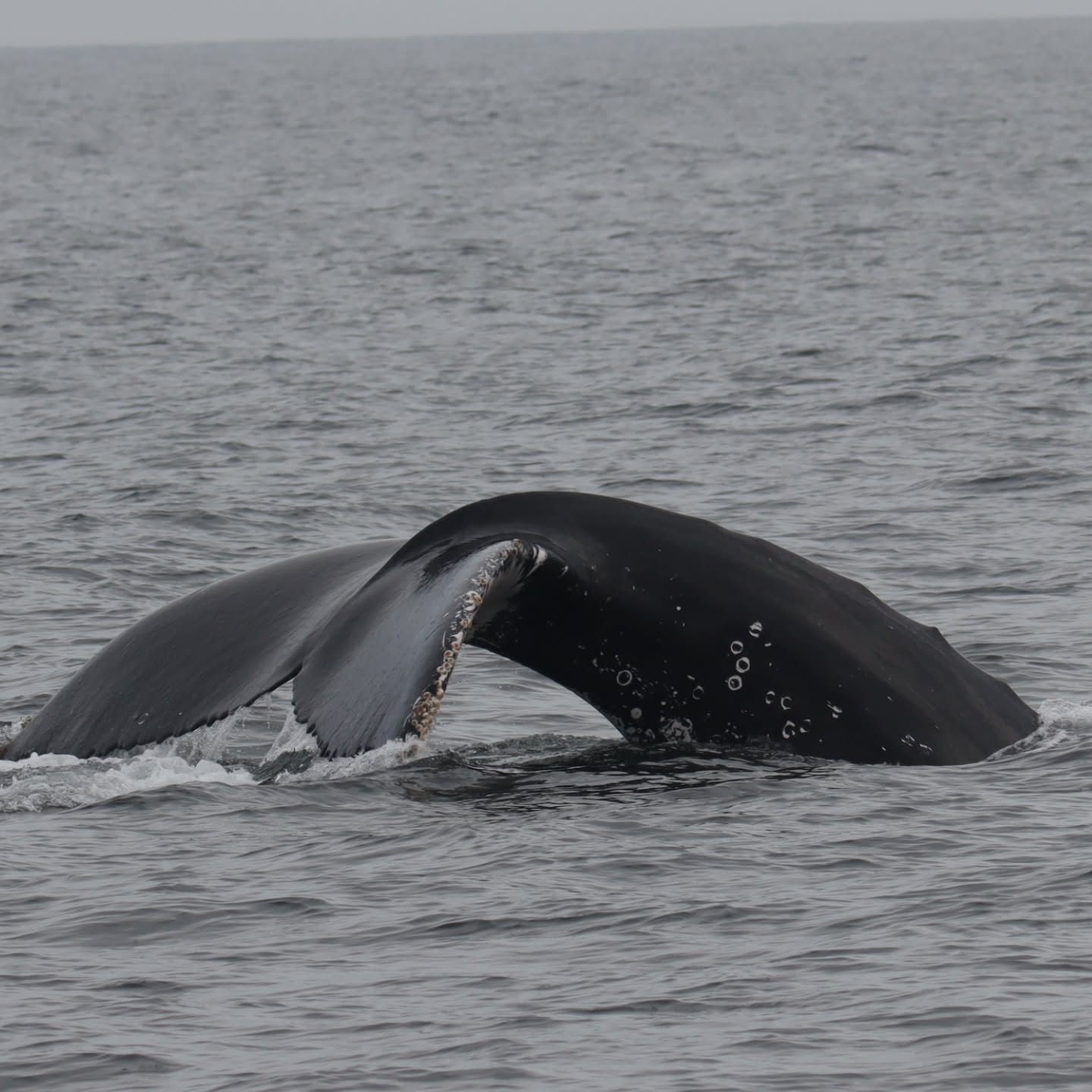 AVISTAMIENTO DE BALLENAS CON PASEO COSTERO AL ATARDECER  EN VELERO - LOS ÓRGANOS