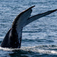 AVISTAMIENTO DE BALLENAS CON PASEO COSTERO AL ATARDECER  EN VELERO - LOS ÓRGANOS