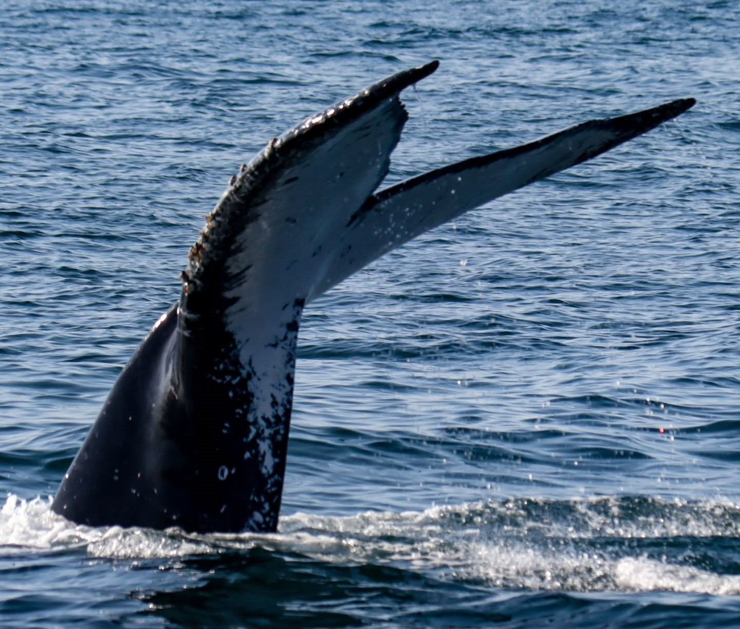 AVISTAMIENTO DE BALLENAS CON PASEO COSTERO AL ATARDECER  EN VELERO - LOS ÓRGANOS