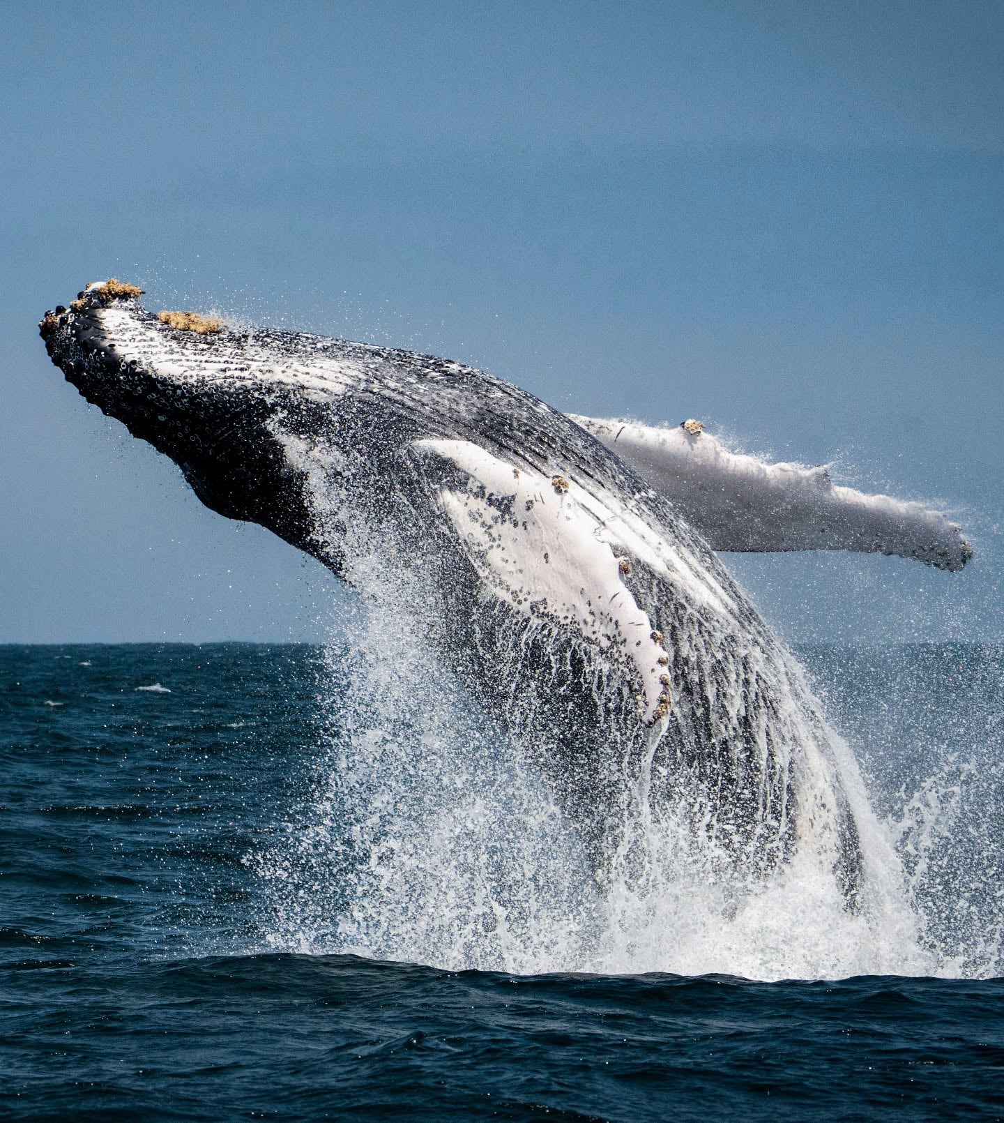 AVISTAMIENTO DE BALLENAS CON PASEO COSTERO AL ATARDECER  EN VELERO - LOS ÓRGANOS
