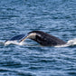AVISTAMIENTO DE BALLENAS CON PASEO COSTERO AL ATARDECER  EN VELERO - LOS ÓRGANOS
