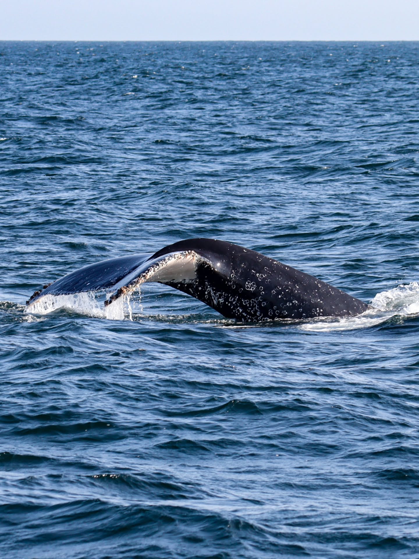 AVISTAMIENTO DE BALLENAS CON PASEO COSTERO AL ATARDECER  EN VELERO - LOS ÓRGANOS