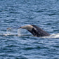 AVISTAMIENTO DE BALLENAS CON PASEO COSTERO AL ATARDECER  EN VELERO - LOS ÓRGANOS
