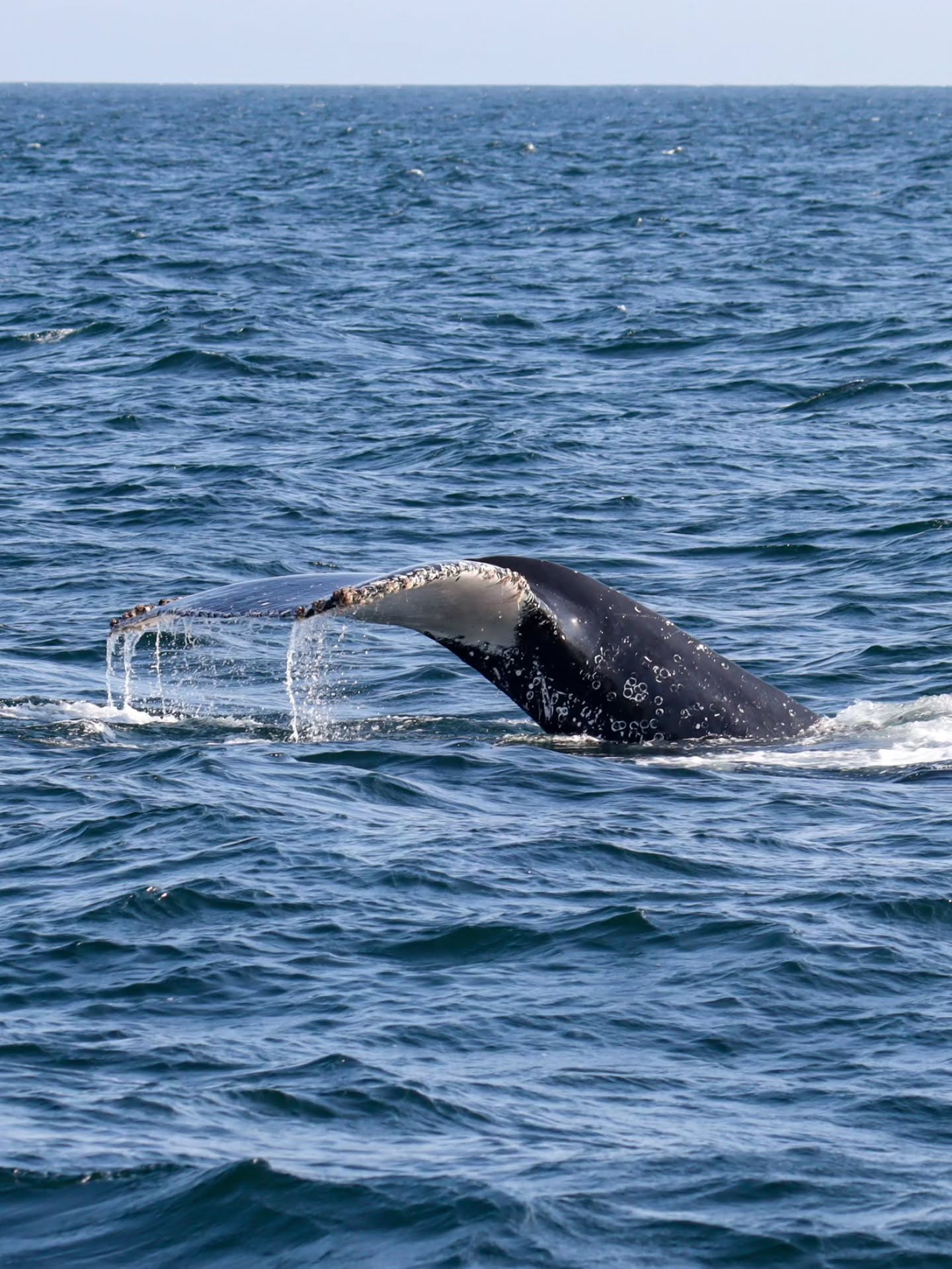 AVISTAMIENTO DE BALLENAS CON PASEO COSTERO AL ATARDECER  EN VELERO - LOS ÓRGANOS