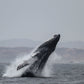 AVISTAMIENTO DE BALLENAS CON PASEO COSTERO AL ATARDECER  EN VELERO - LOS ÓRGANOS