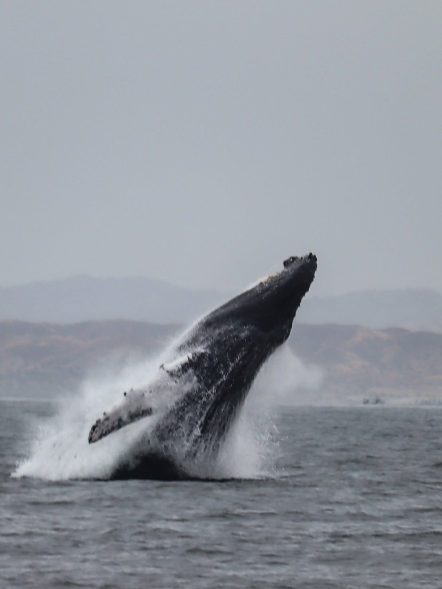 AVISTAMIENTO DE BALLENAS CON PASEO COSTERO AL ATARDECER  EN VELERO - LOS ÓRGANOS