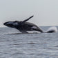 AVISTAMIENTO DE BALLENAS CON PASEO COSTERO AL ATARDECER  EN VELERO - LOS ÓRGANOS
