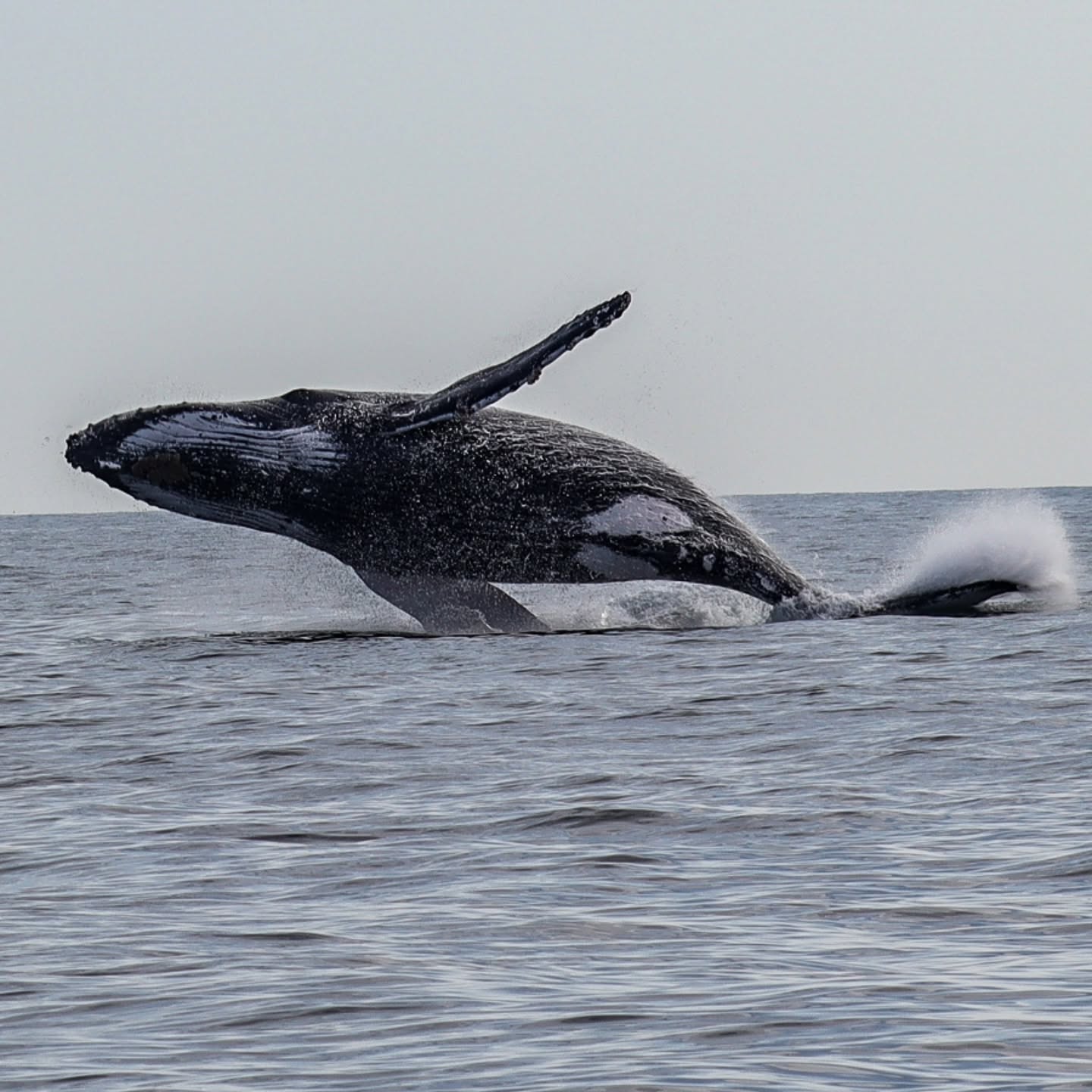 AVISTAMIENTO DE BALLENAS CON PASEO COSTERO AL ATARDECER  EN VELERO - LOS ÓRGANOS