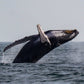 AVISTAMIENTO DE BALLENAS CON PASEO COSTERO AL ATARDECER  EN VELERO - LOS ÓRGANOS