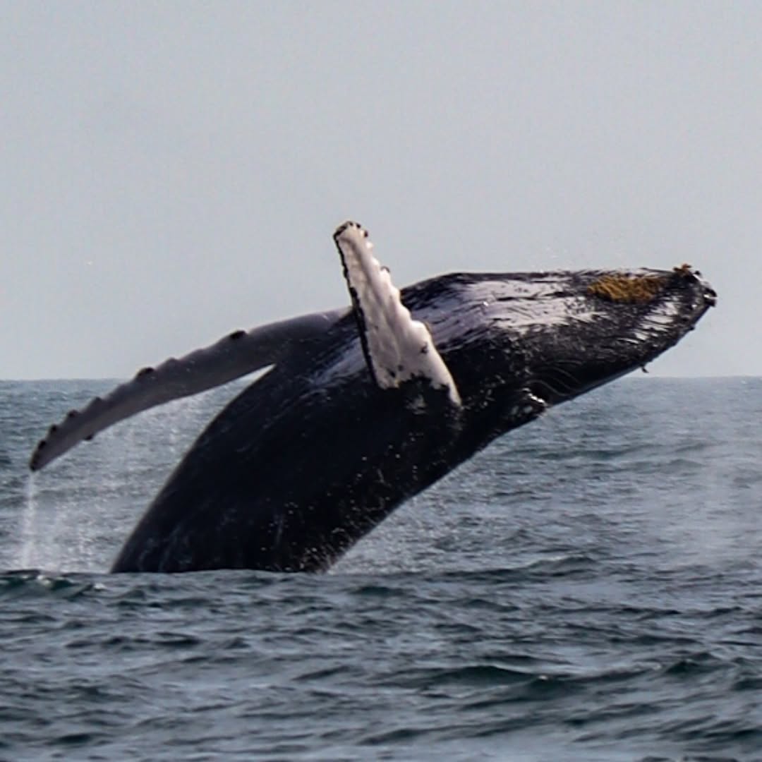 AVISTAMIENTO DE BALLENAS CON PASEO COSTERO AL ATARDECER  EN VELERO - LOS ÓRGANOS