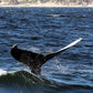 AVISTAMIENTO DE BALLENAS CON PASEO COSTERO AL ATARDECER  EN VELERO - LOS ÓRGANOS