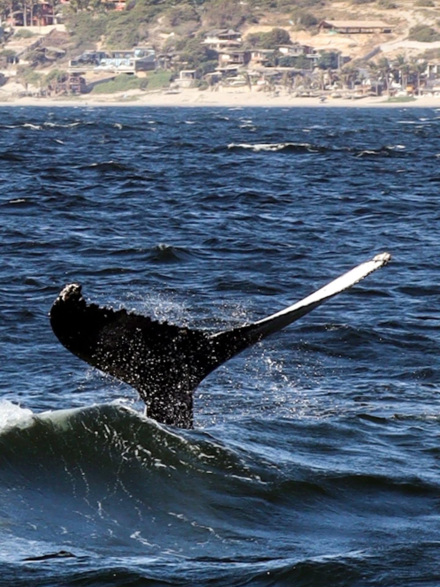 AVISTAMIENTO DE BALLENAS CON PASEO COSTERO AL ATARDECER  EN VELERO - LOS ÓRGANOS