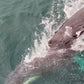 AVISTAMIENTO DE BALLENAS CON PASEO COSTERO AL ATARDECER  EN VELERO - LOS ÓRGANOS