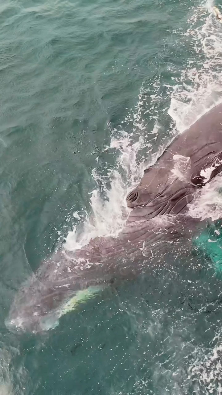 AVISTAMIENTO DE BALLENAS CON PASEO COSTERO AL ATARDECER  EN VELERO - LOS ÓRGANOS