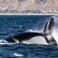 AVISTAMIENTO DE BALLENAS CON PASEO COSTERO AL ATARDECER  EN VELERO - LOS ÓRGANOS