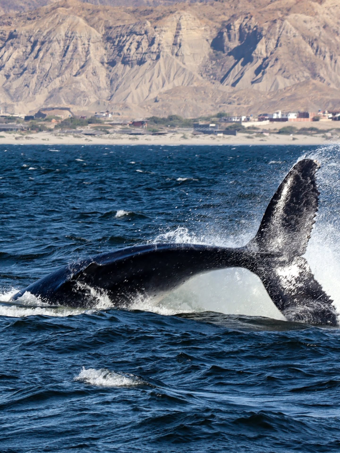 AVISTAMIENTO DE BALLENAS CON PASEO COSTERO AL ATARDECER  EN VELERO - LOS ÓRGANOS