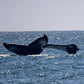 AVISTAMIENTO DE BALLENAS CON PASEO COSTERO AL ATARDECER  EN VELERO - LOS ÓRGANOS