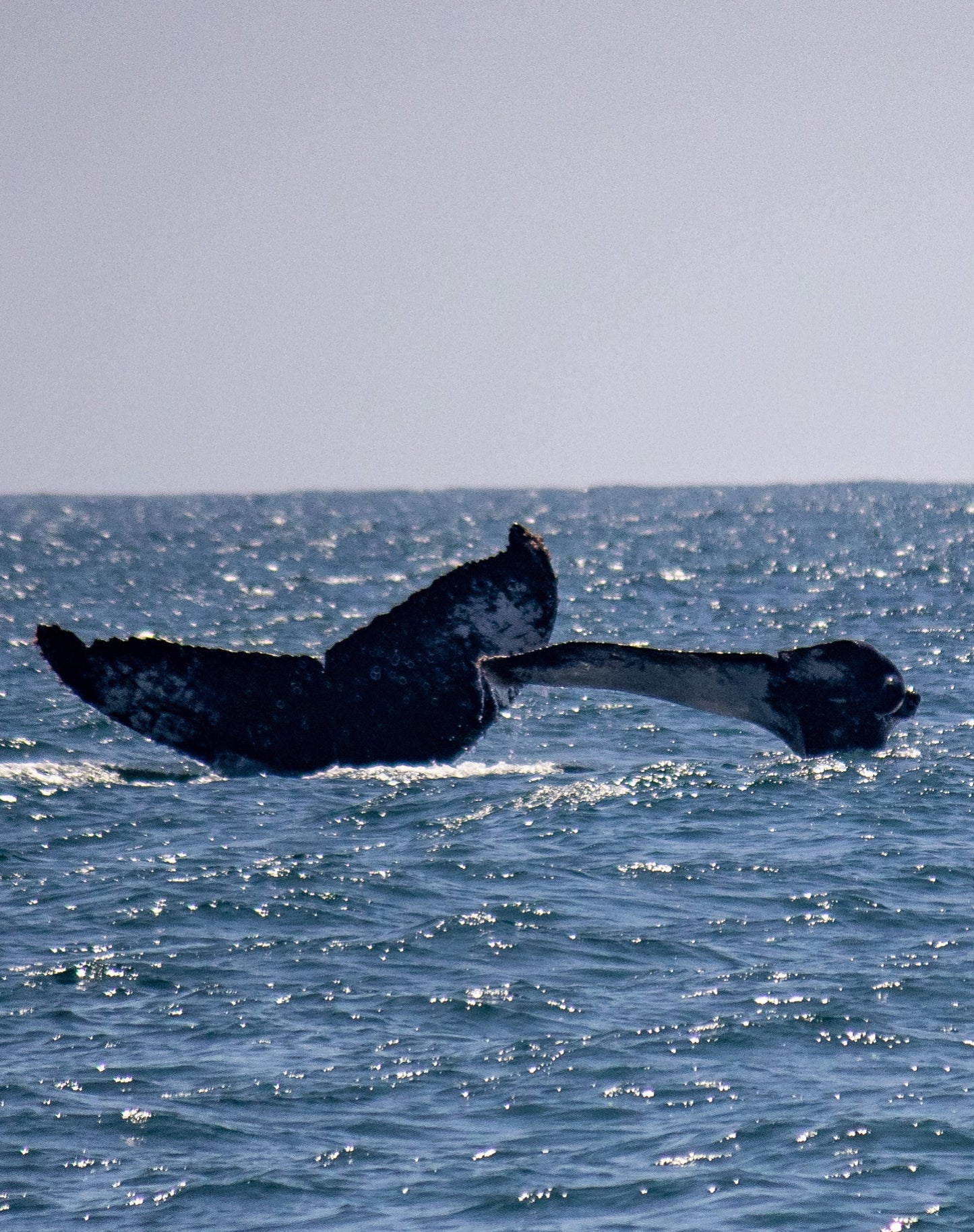 AVISTAMIENTO DE BALLENAS CON PASEO COSTERO AL ATARDECER  EN VELERO - LOS ÓRGANOS