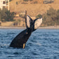 AVISTAMIENTO DE BALLENAS CON PASEO COSTERO AL ATARDECER  EN VELERO - LOS ÓRGANOS