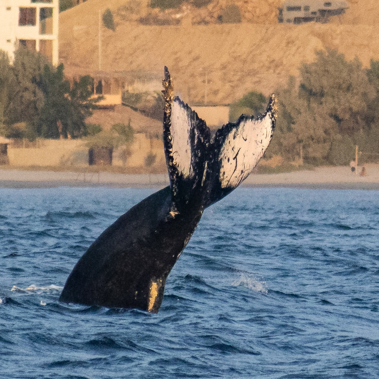 AVISTAMIENTO DE BALLENAS CON PASEO COSTERO AL ATARDECER  EN VELERO - LOS ÓRGANOS