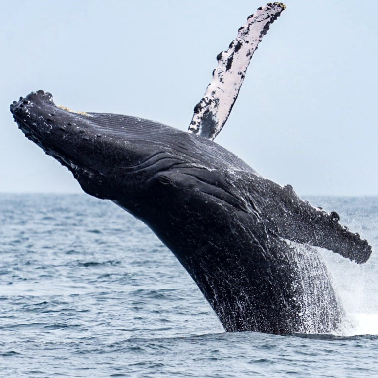 AVISTAMIENTO DE BALLENAS CON PASEO COSTERO AL ATARDECER  EN VELERO - LOS ÓRGANOS