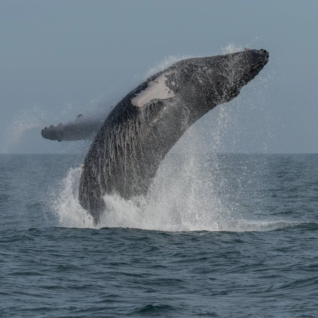 AVISTAMIENTO DE BALLENAS CON PASEO COSTERO AL ATARDECER  EN VELERO - LOS ÓRGANOS