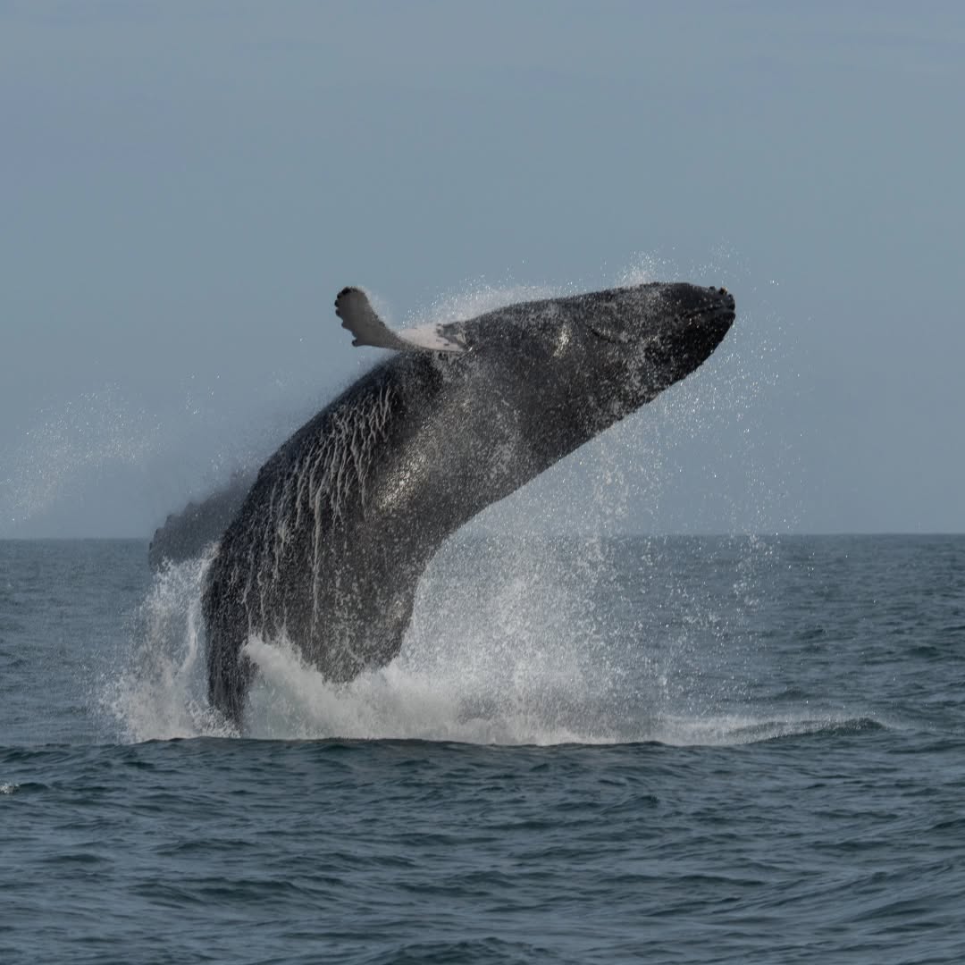AVISTAMIENTO DE BALLENAS CON PASEO COSTERO AL ATARDECER  EN VELERO - LOS ÓRGANOS
