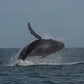 AVISTAMIENTO DE BALLENAS CON PASEO COSTERO AL ATARDECER  EN VELERO - LOS ÓRGANOS