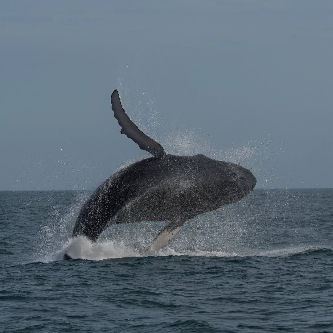 AVISTAMIENTO DE BALLENAS CON PASEO COSTERO AL ATARDECER  EN VELERO - LOS ÓRGANOS