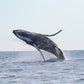 AVISTAMIENTO DE BALLENAS CON PASEO COSTERO AL ATARDECER  EN VELERO - LOS ÓRGANOS