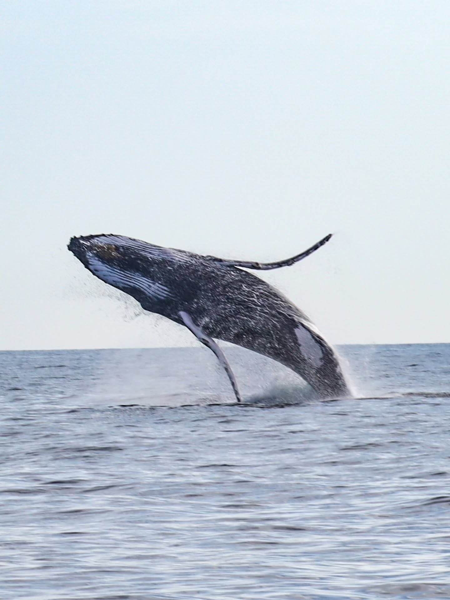 AVISTAMIENTO DE BALLENAS CON PASEO COSTERO AL ATARDECER  EN VELERO - LOS ÓRGANOS