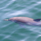 AVISTAMIENTO DE BALLENAS CON PASEO COSTERO AL ATARDECER  EN VELERO - LOS ÓRGANOS