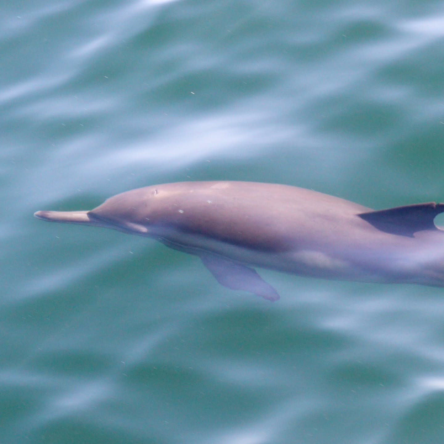 AVISTAMIENTO DE BALLENAS CON PASEO COSTERO AL ATARDECER  EN VELERO - LOS ÓRGANOS