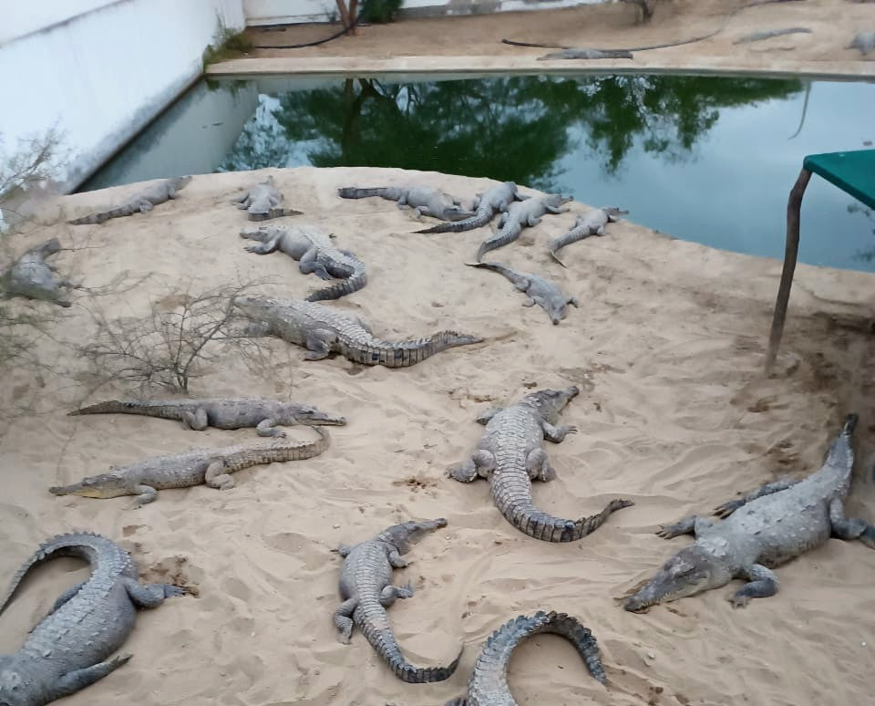 TOUR DELLE SPIAGGE E DELLE MANGROVIE DI TUMBES CON VISITA A HUAQUILLAS ECUADOR