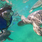 SWIMMING WITH TURTLES WITH TRANSFER ON A BANANA