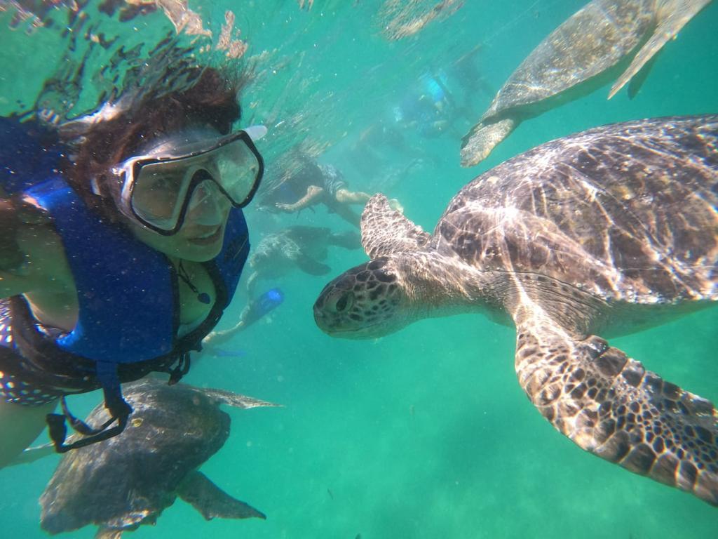 SWIMMING WITH TURTLES WITH TRANSFER ON A BANANA