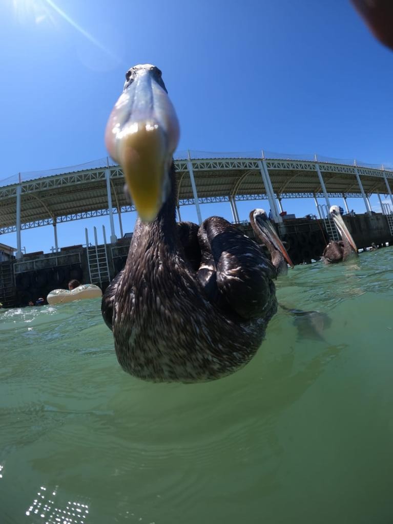 NADO CON TORTUGAS Y PASEO COSTERO EN YATE CATAMARÁN