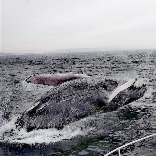 AVISTAJE DE BALLENAS, NADO CON TORTUGAS Y PASEO COSTERO EN DESLIZADOR EN ORGANOS