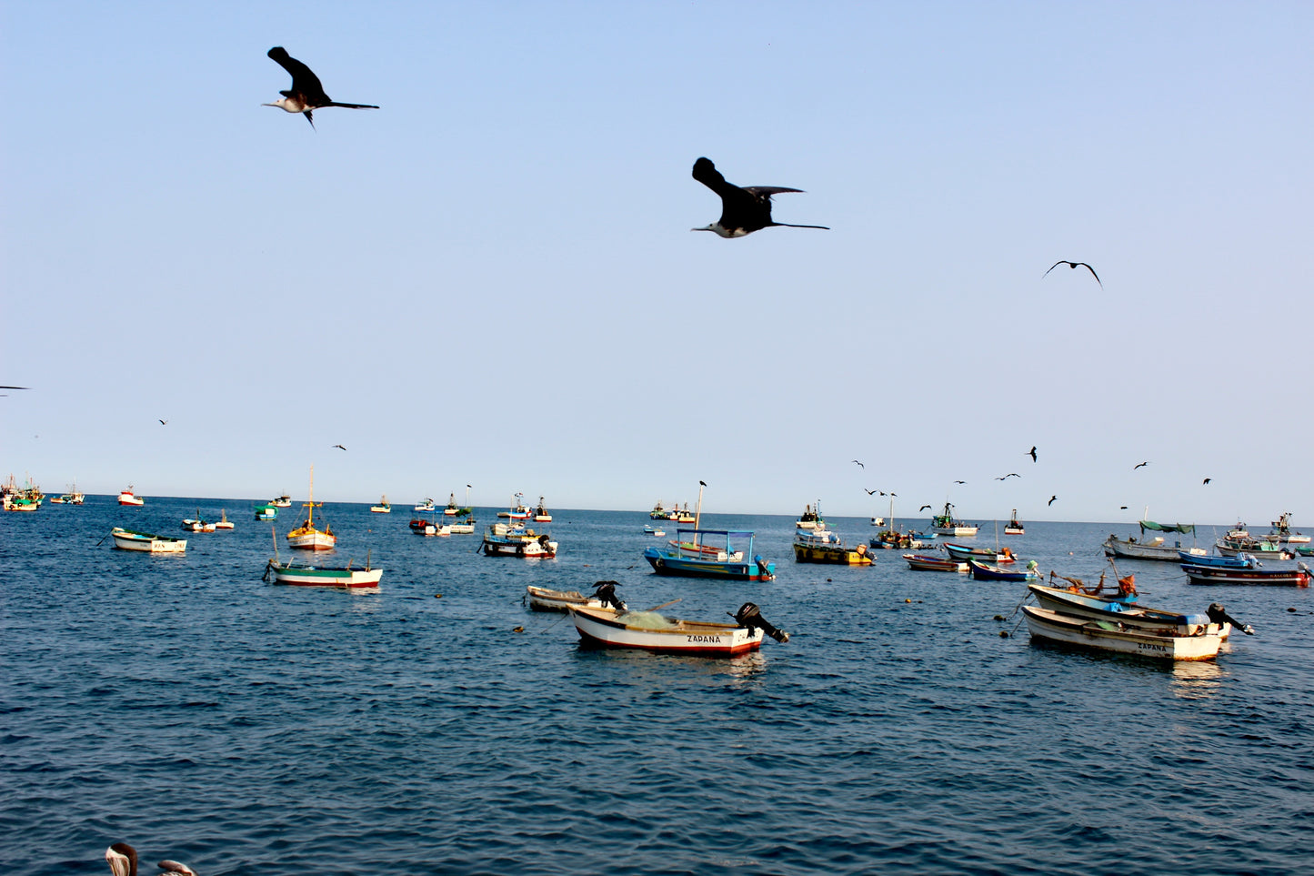 穿著拖鞋在船上與海龜一起暢遊，享受海岸之旅和酸橘汁醃魚