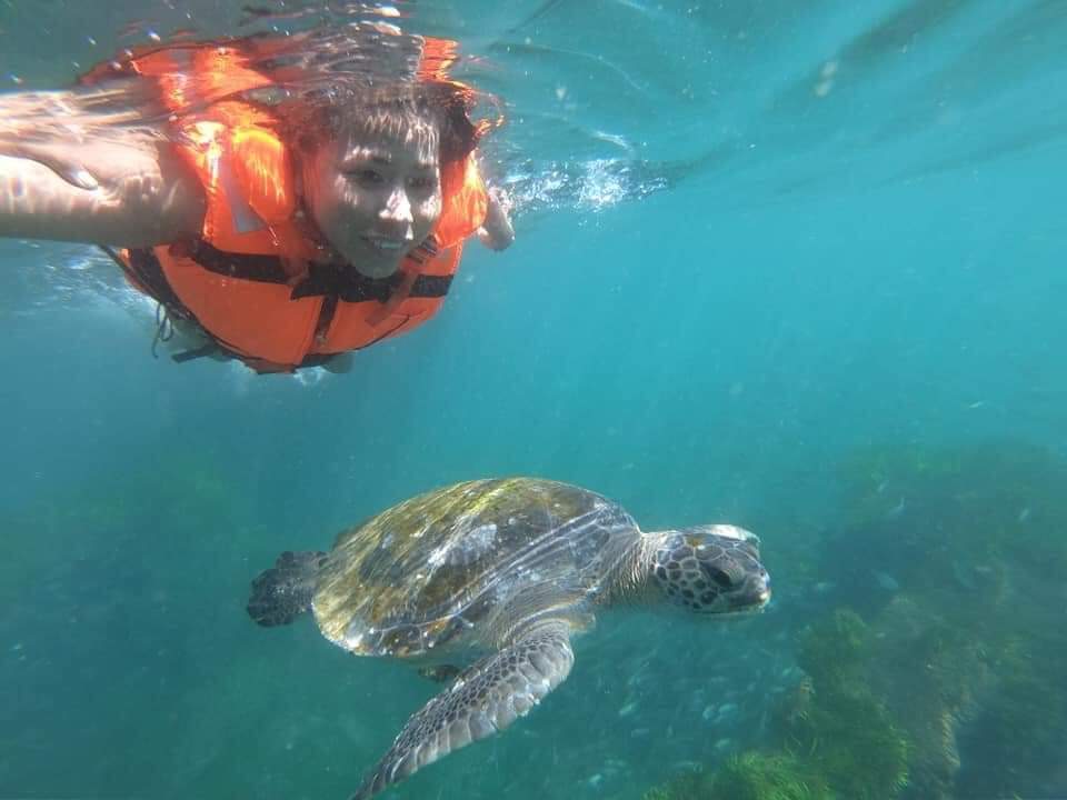 透過滑水道轉移與海龜一起游泳