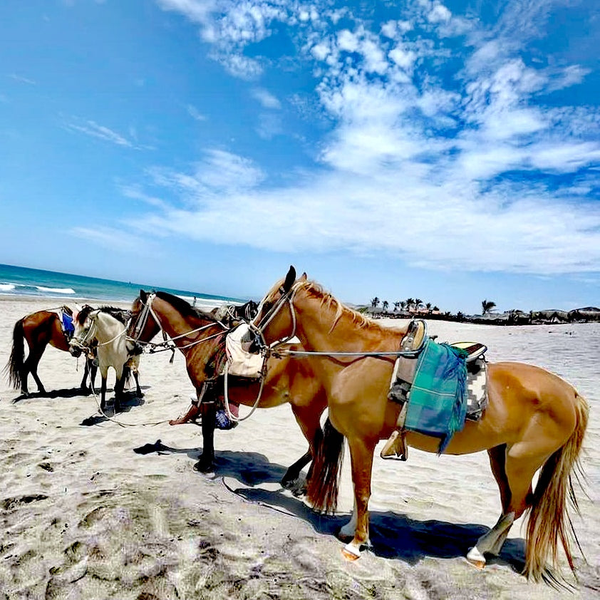 COASTAL HORSE RIDE