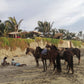 COASTAL HORSE RIDE